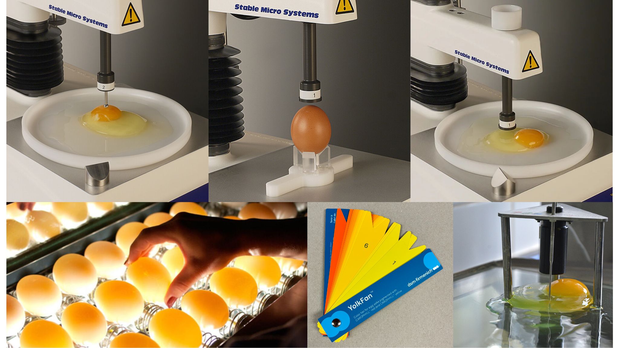 Huevos para ovoproductos Inagrofar 4